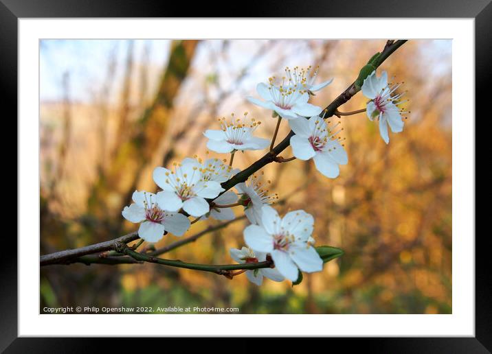 Spring Blackthorn Flowers Framed Mounted Print by Philip Openshaw