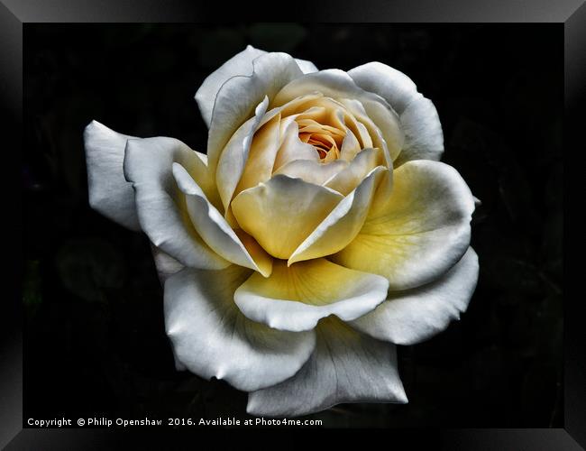 White Rose - Yellow Centre  Framed Print by Philip Openshaw
