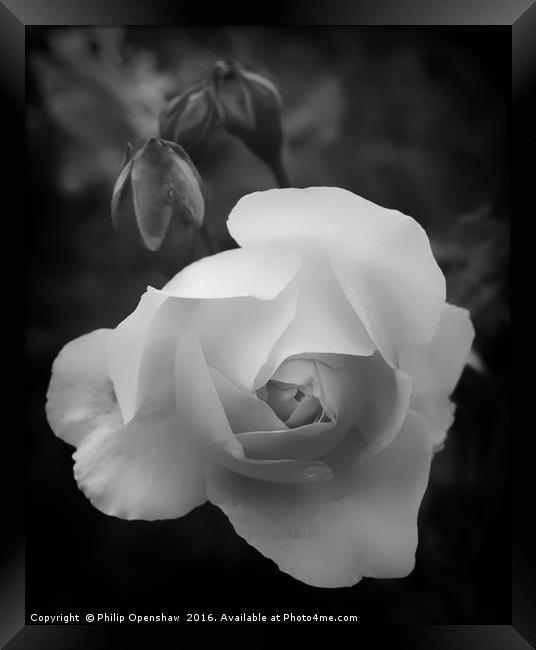 Monochrome Rose Framed Print by Philip Openshaw