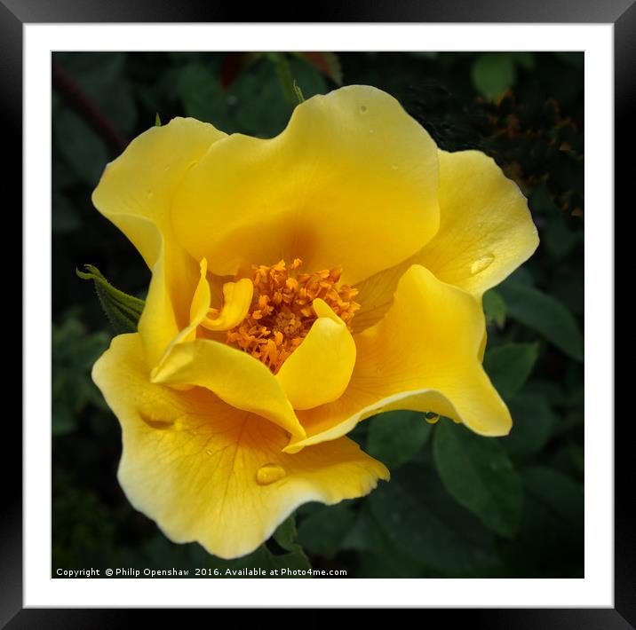 Yellow Rose after the rain Framed Mounted Print by Philip Openshaw