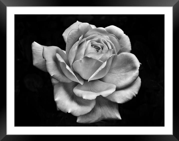 White Rose on Dark Framed Mounted Print by Philip Openshaw