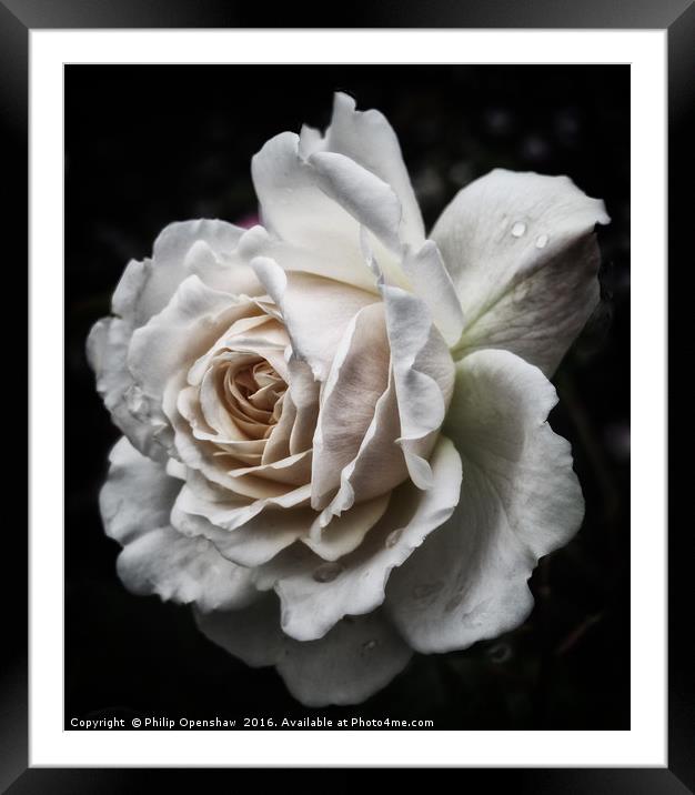 Pale rose Framed Mounted Print by Philip Openshaw
