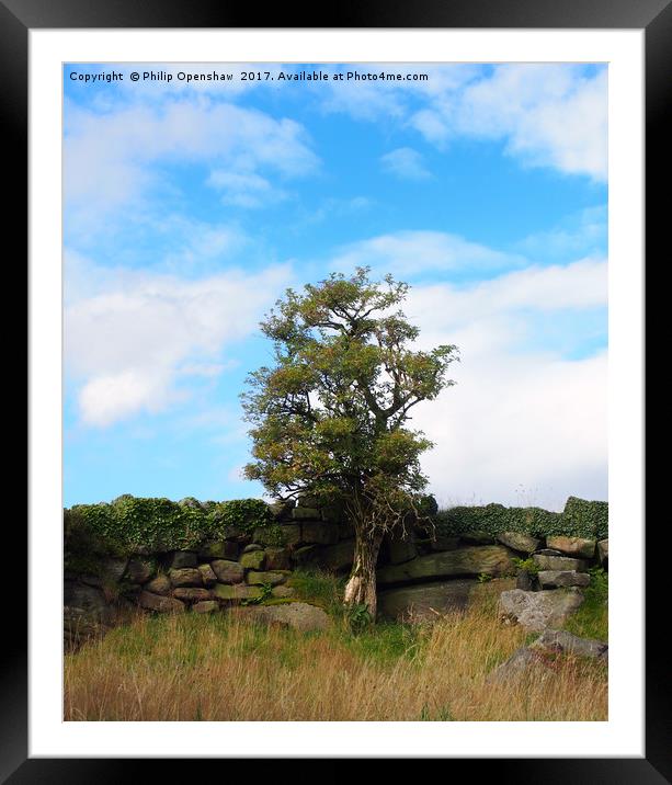 a single tree standing against an old stone wall  Framed Mounted Print by Philip Openshaw
