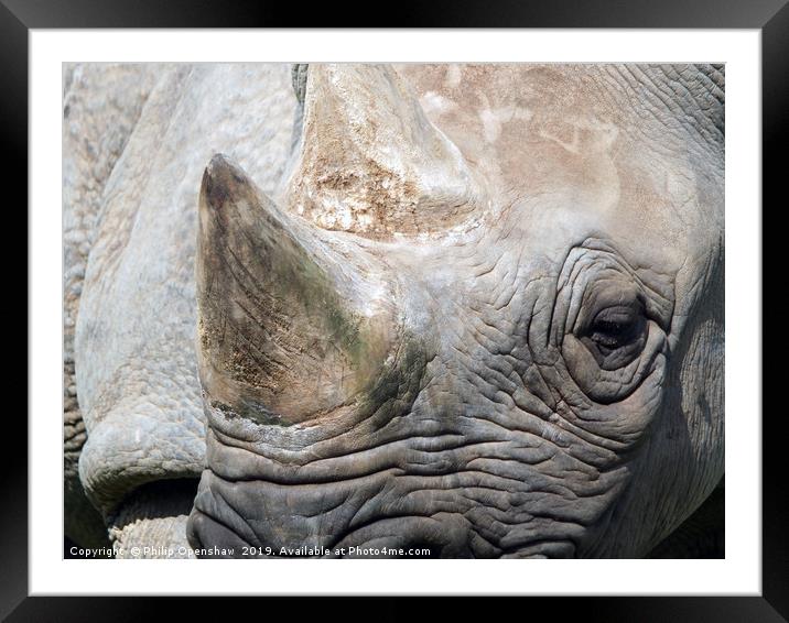 close up portrait of a black rhinoceros Framed Mounted Print by Philip Openshaw