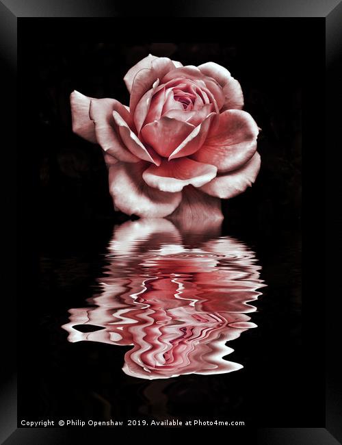 pink reflected rose on black water Framed Print by Philip Openshaw