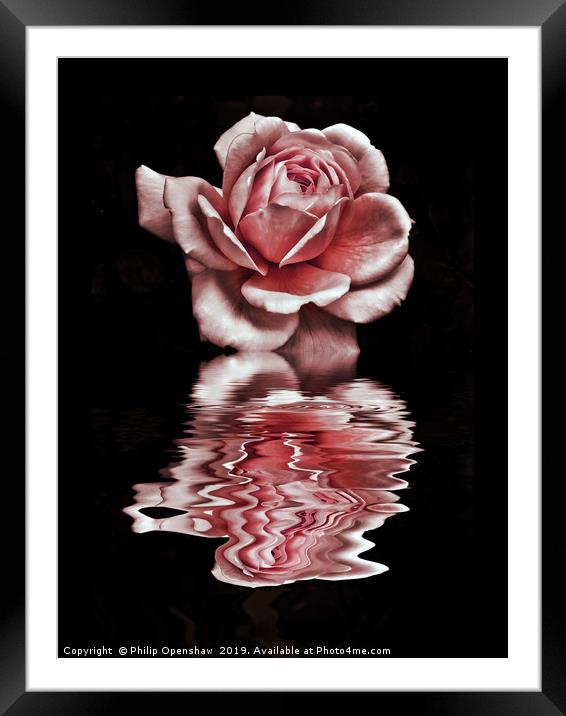 pink reflected rose on black water Framed Mounted Print by Philip Openshaw