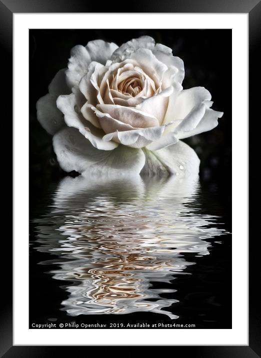 Reflected White Rose Framed Mounted Print by Philip Openshaw