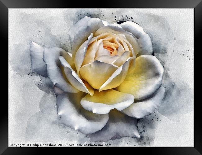 watercolor painting of a large white rose with glo Framed Print by Philip Openshaw