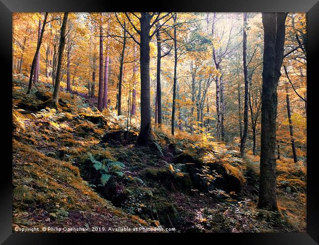 sunlit woodland in early autumn Framed Print by Philip Openshaw