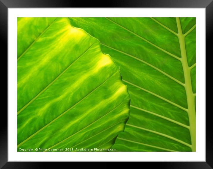 bright green tropical vibrant leaf Framed Mounted Print by Philip Openshaw