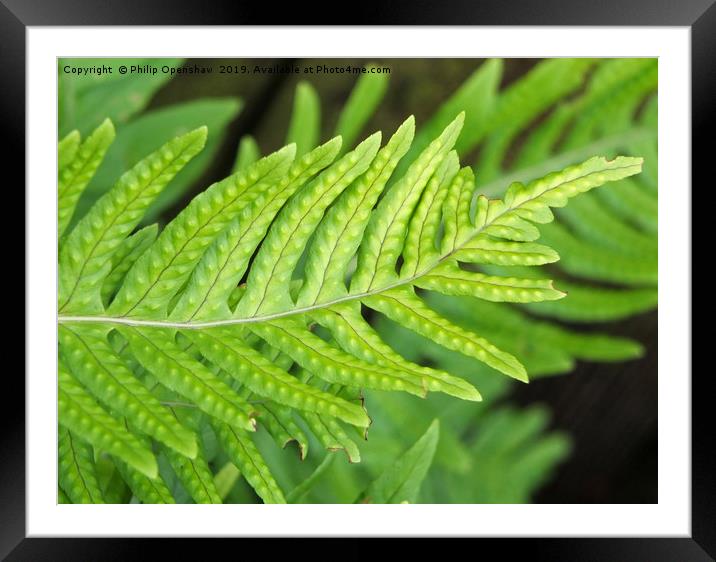 Hard fern in close  Framed Mounted Print by Philip Openshaw