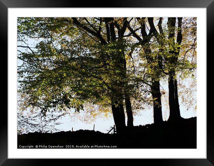 evening beech trees Framed Mounted Print by Philip Openshaw