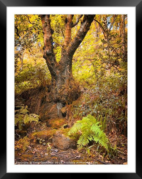 ancient forest tree and fern Framed Mounted Print by Philip Openshaw
