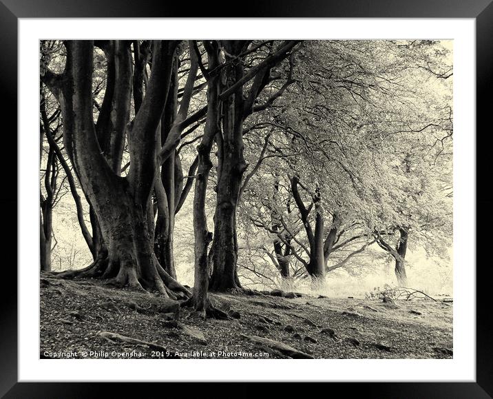monochrome imisty beech woodland Framed Mounted Print by Philip Openshaw