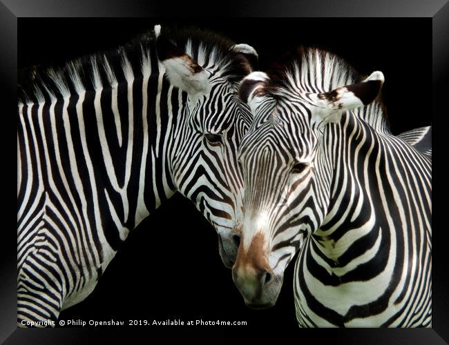 two grevys zebras Framed Print by Philip Openshaw