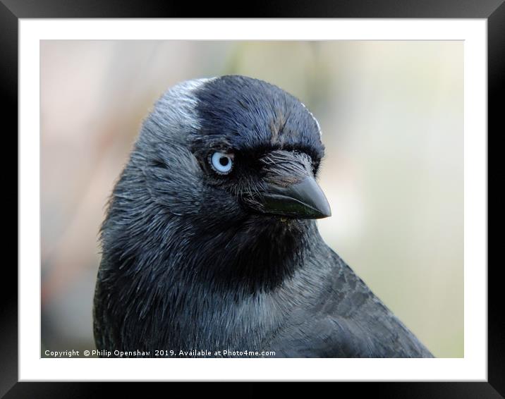 jackdaw Framed Mounted Print by Philip Openshaw