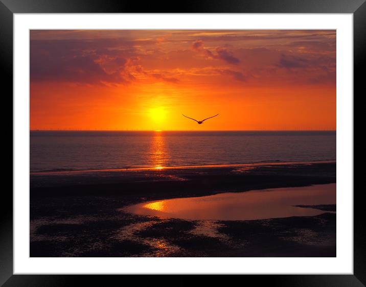 Seagull and Sunset - Blackpool Framed Mounted Print by Philip Openshaw