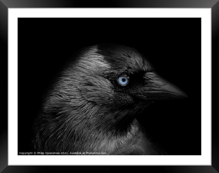 Portrait of a jackdaw with head in profile with blue eyes on a black background Framed Mounted Print by Philip Openshaw