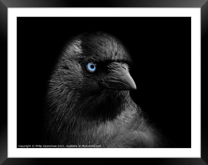 Portrait of a jackdaw with blue eyes on a black background Framed Mounted Print by Philip Openshaw