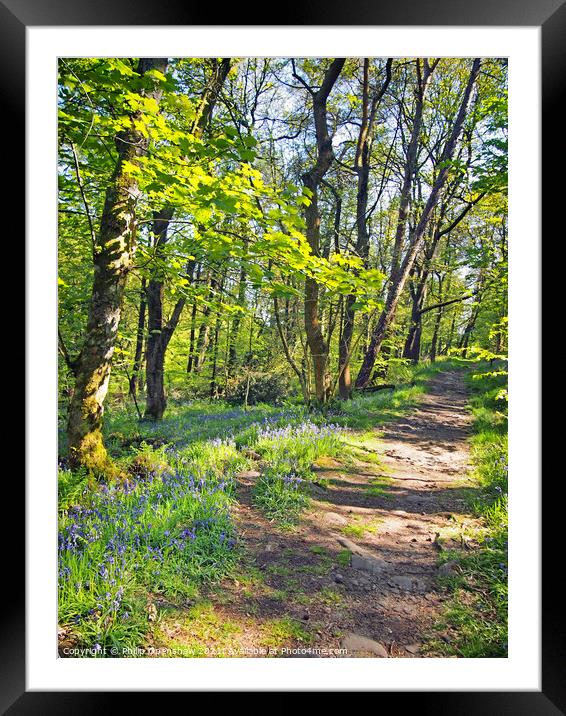 wild english bluebells woodland path - Hardcastle Crags Framed Mounted Print by Philip Openshaw