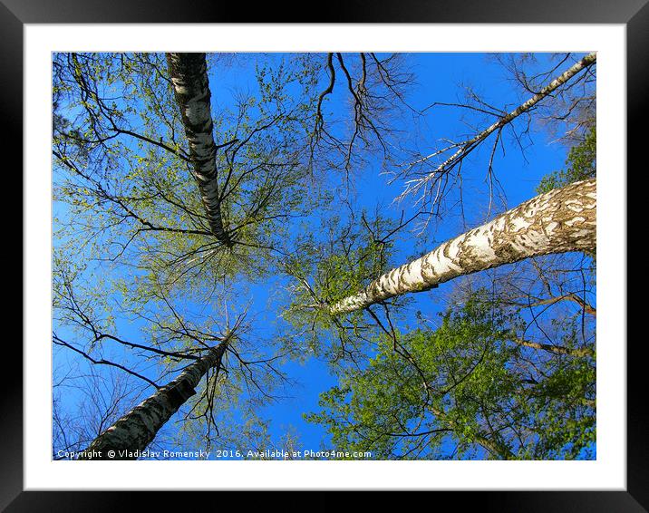 Birch trees on the background of the spring sky -  Framed Mounted Print by Vladislav Romensky