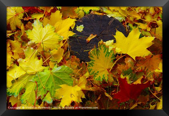 Overhead view on fallen autumn leaves of maple Framed Print by Vladislav Romensky