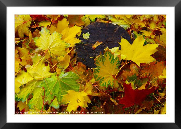 Overhead view on fallen autumn leaves of maple Framed Mounted Print by Vladislav Romensky