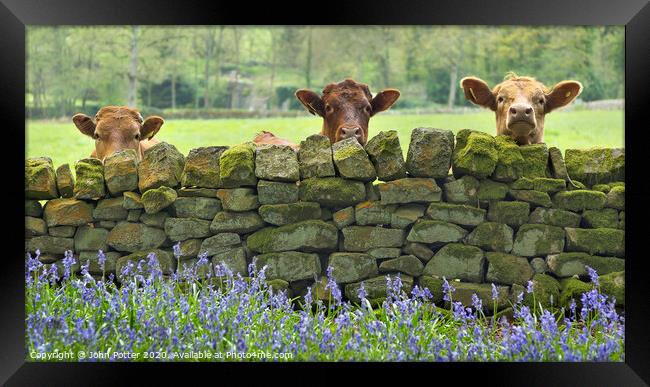 Curious Cows Nidderdale The Yorkshire Dales Framed Print by John Potter