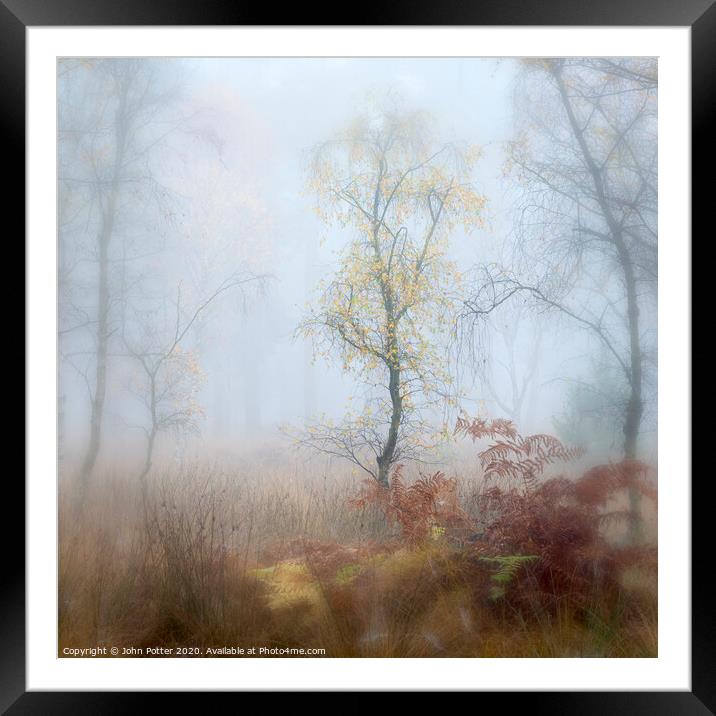 Misty Woodland Framed Mounted Print by John Potter