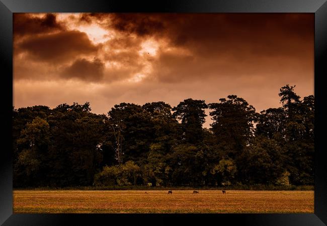 Wild deer herd standing on plains in a cloudy fall Framed Print by André Jorge