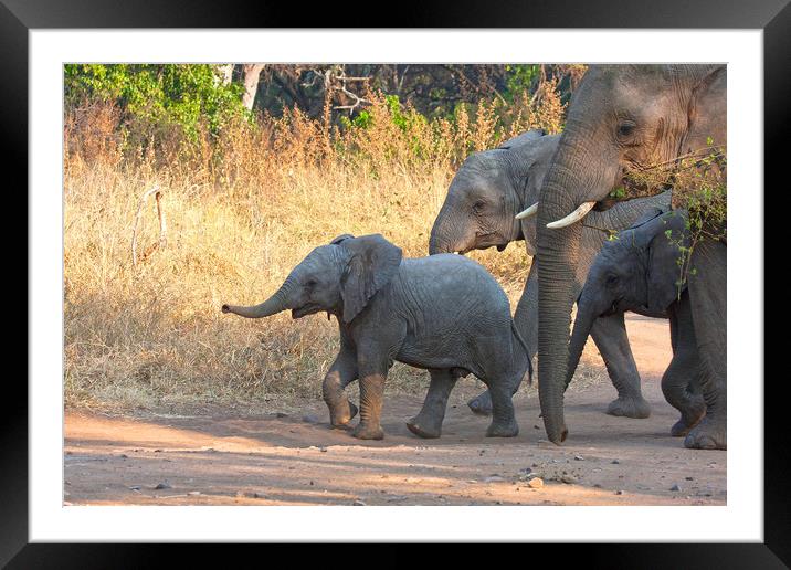 Elephants walking in evening light Framed Mounted Print by Richard West