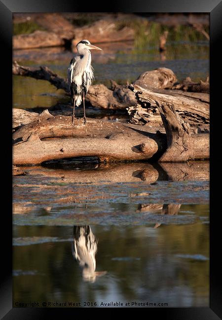 Grey Heron reflecting in a dam Framed Print by Richard West