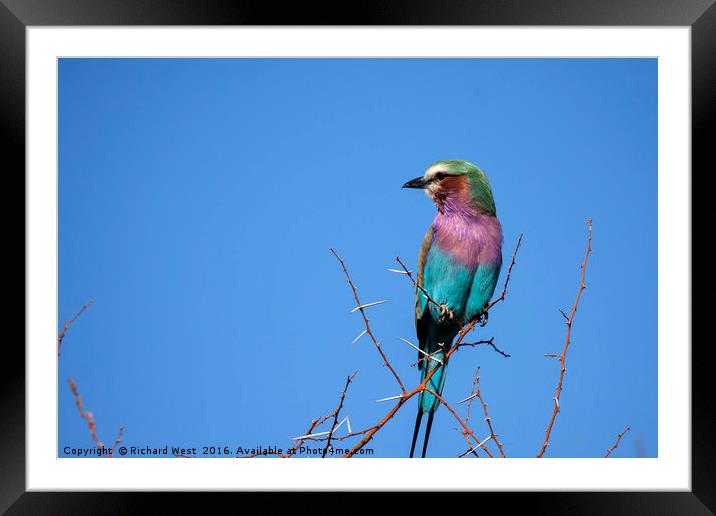 Lilac Breasted Roller Framed Mounted Print by Richard West