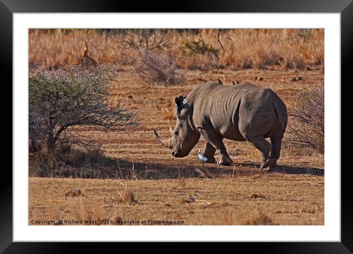 Rhino on the move Framed Mounted Print by Richard West
