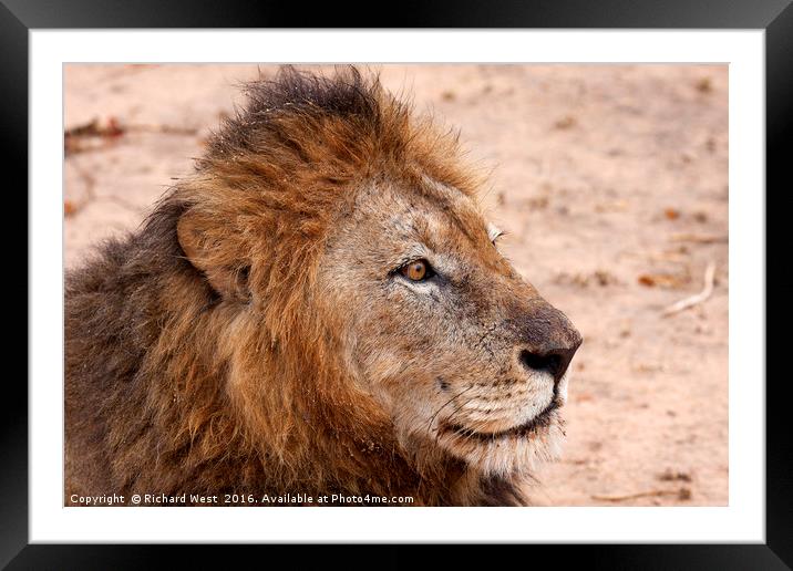 Lion on watch Framed Mounted Print by Richard West