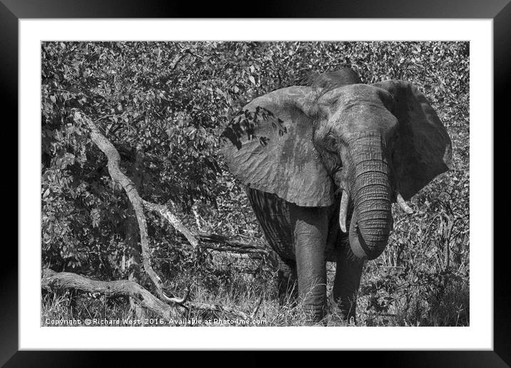 Lonely elephant Framed Mounted Print by Richard West