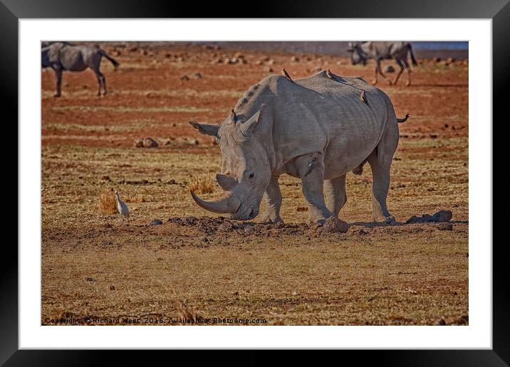 Rhino with passengers Framed Mounted Print by Richard West