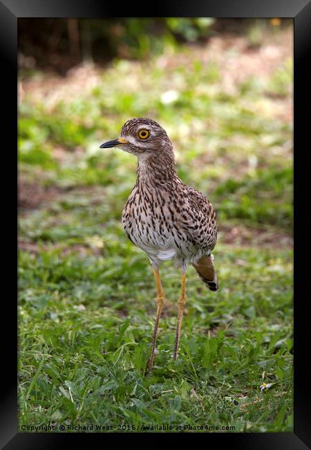 Spotted Thick-knee (Dikkop) Framed Print by Richard West