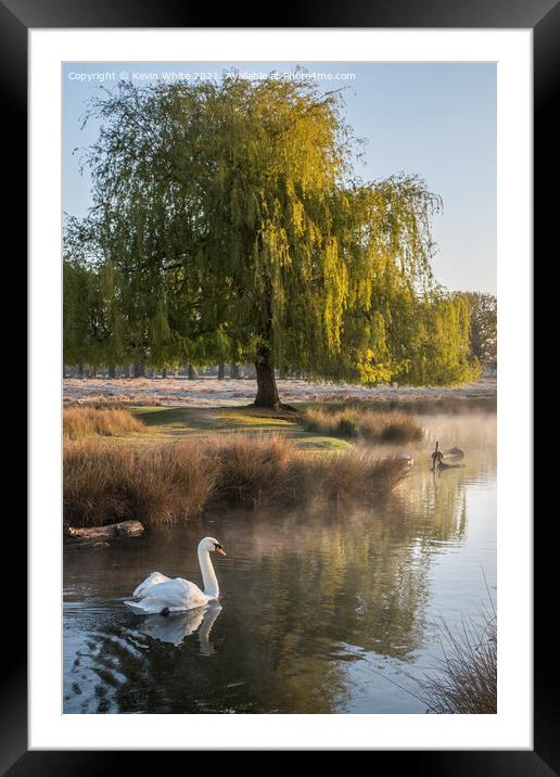 Swans of Bushy Park Framed Mounted Print by Kevin White