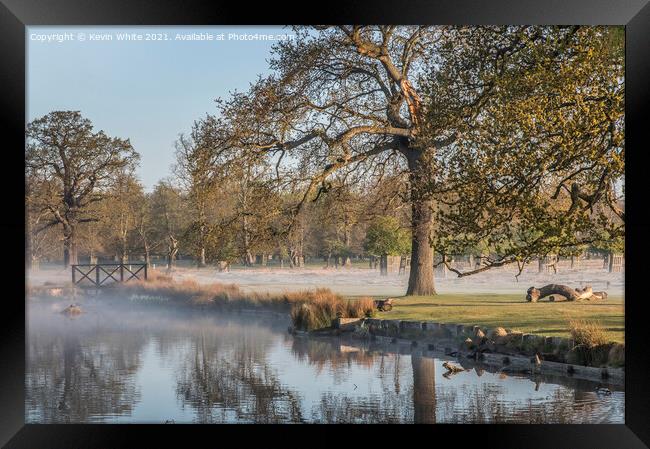 Bushy Park first thing Framed Print by Kevin White