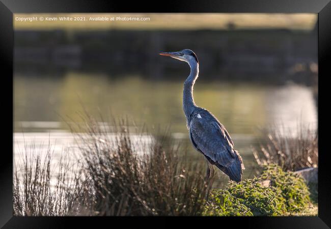 Heron sitting proud Framed Print by Kevin White