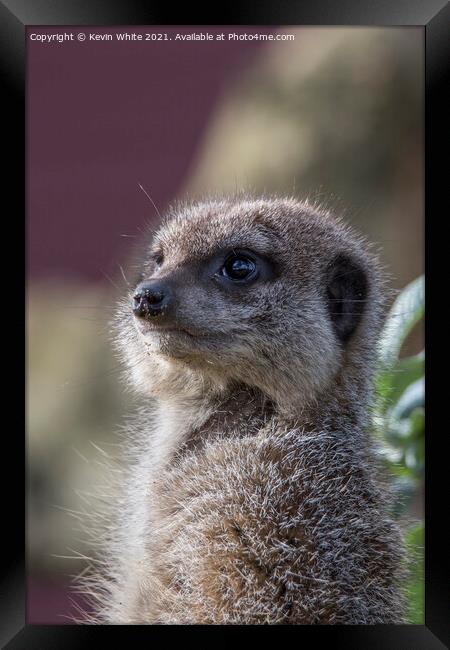 Portrait of a meercat Framed Print by Kevin White