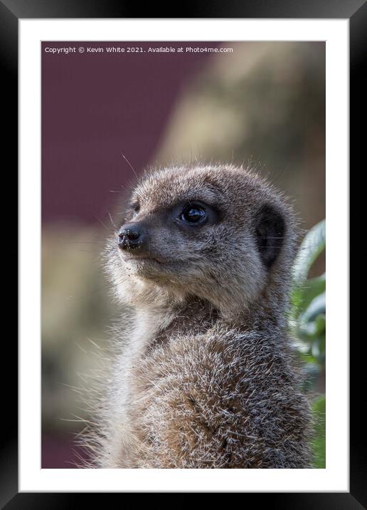 Portrait of a meercat Framed Mounted Print by Kevin White