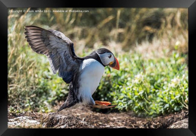 Farne Islands Puffins Framed Print by Kevin White