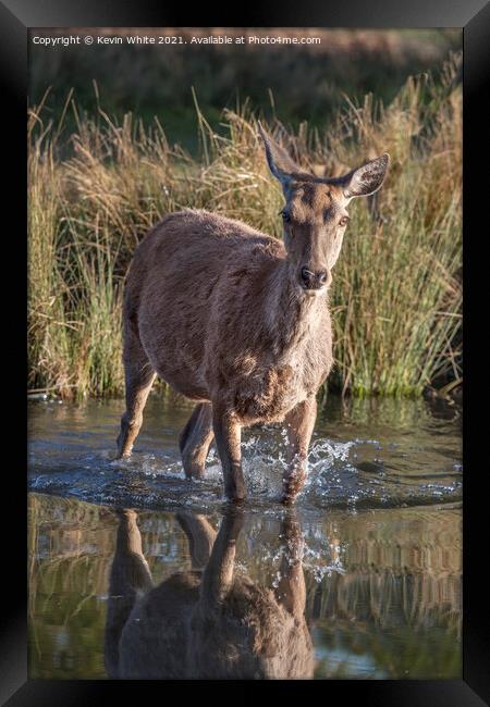 Deer in water Framed Print by Kevin White