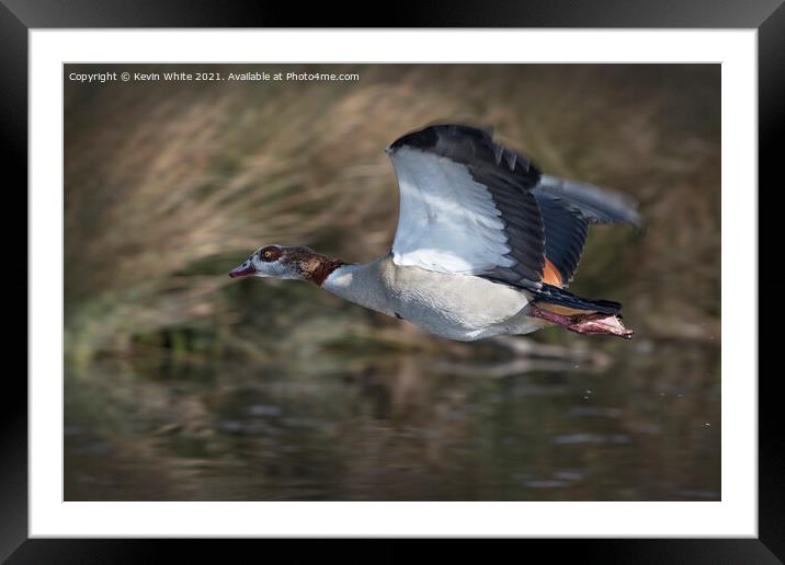 Egyptian goose in flight Framed Mounted Print by Kevin White