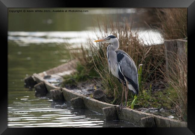 Grey Heron sitting patiently Framed Print by Kevin White