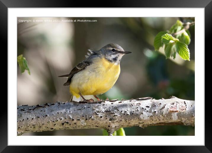 Grey Wagtail resting on branch Framed Mounted Print by Kevin White