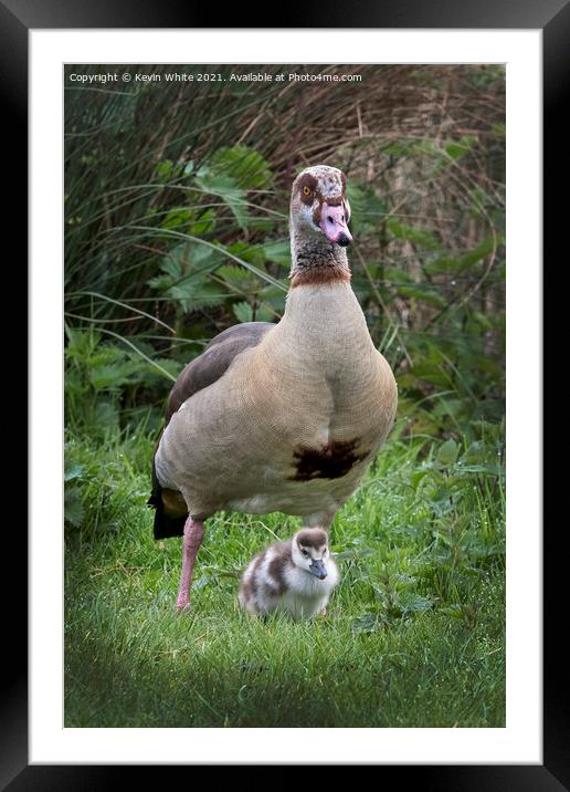 Little and Large Framed Mounted Print by Kevin White