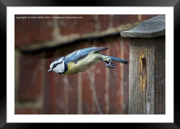 Blue tit flying from nest Framed Mounted Print by Kevin White
